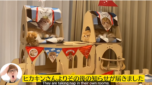 【佐藤健】ヒカキン猫のお城プレゼントの購入先や価格は？